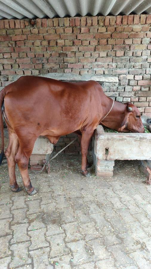 Appartamento Royal Farm Bharatpur Esterno foto