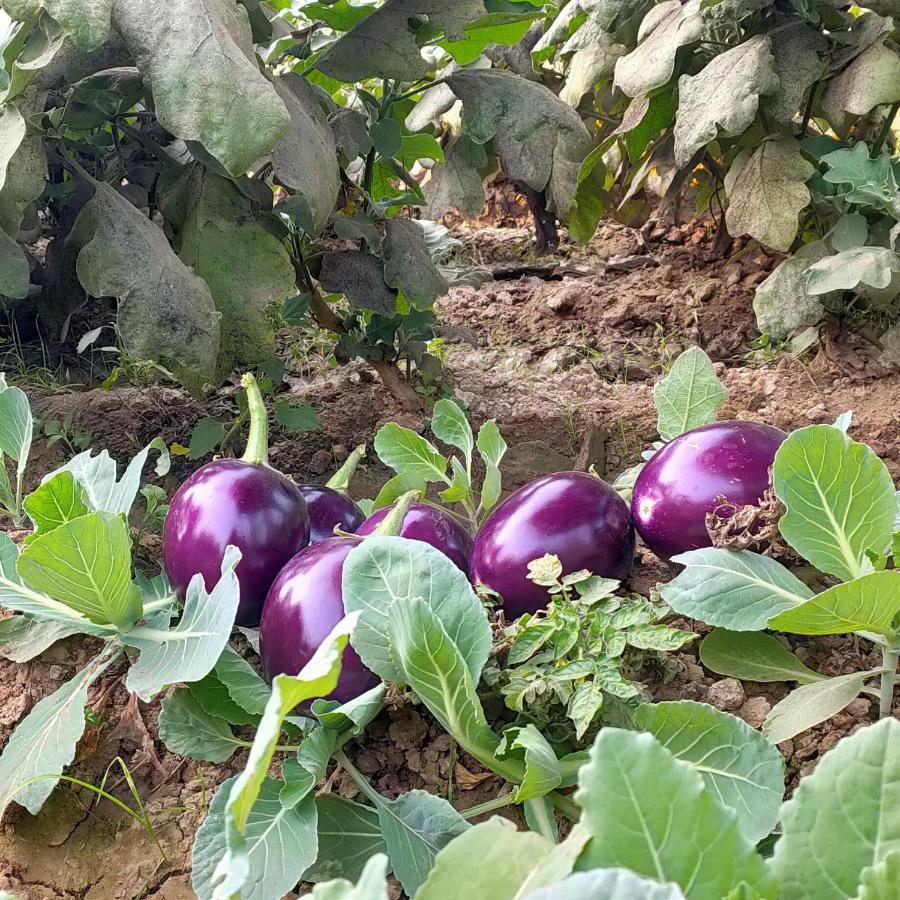 Appartamento Royal Farm Bharatpur Esterno foto